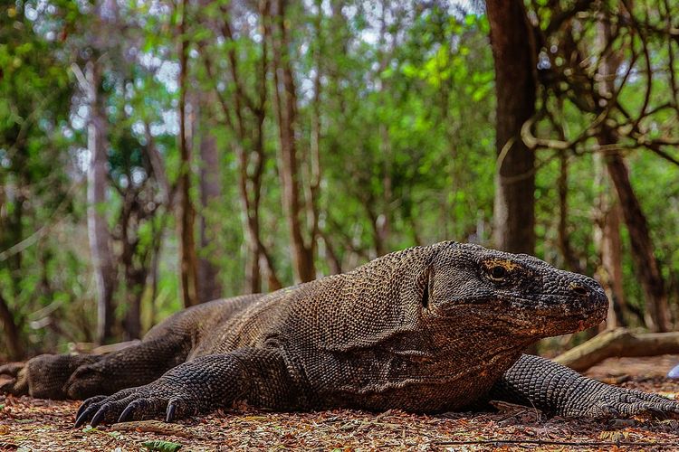 Pulau Padar, Komodo, TN Komodo, overtourism, Taman Nasional Komodo Jadi Tempat Terindah di Dunia 2026, Ahli Ingatkan Risiko Overtourism