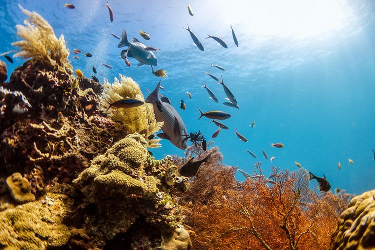 Raja Ampat, raja ampat, raja ampat papua, tambang nikel di raja ampat, tambang nikel raja ampat, izin tambang nikel, Menpar Widiyanti Dukung Evaluasi Izin Tambang Nikel di Raja Ampat