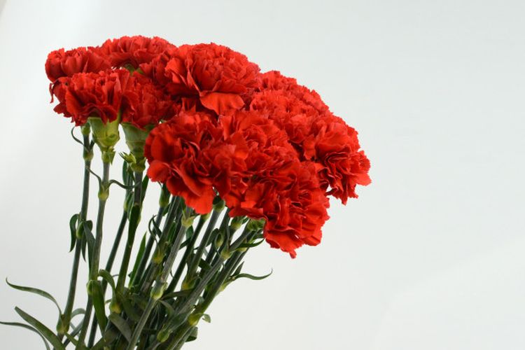 Hari Ibu, merayakan Hari Ibu, Contek, Ragam Ide Menarik untuk Merayakan Hari Ibu, Ziarah kubur, Menyanyikan lagu untuk ibu, Beri hari libur, Beri bunga anyelir merah, Buatkan kue, Bersepeda, Menyantap makanan di kamar