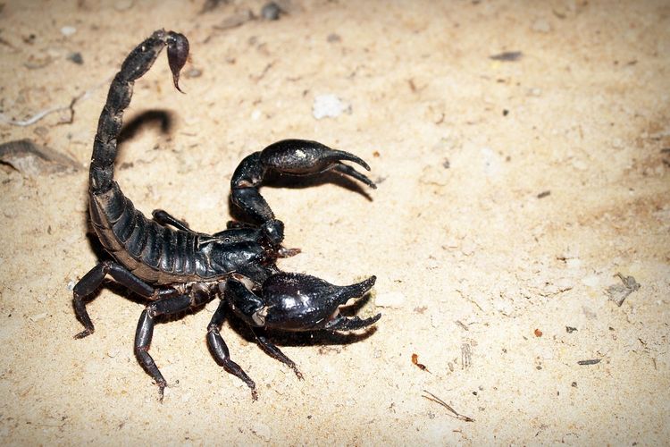 zodiak yang paling bijak, Zodiak yang paling bijaksana, zodiak yang bijak, zodiak bijaksana, zodiak yang paling bijaksana, zodiak apa yang paling bijak, 3 Zodiak yang Paling Bijak, Ada Capricorn