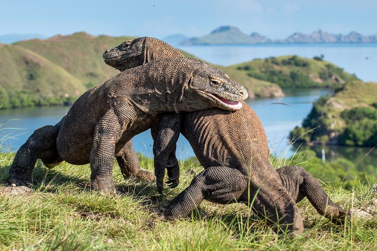 Pulau Padar, Komodo, TN Komodo, overtourism, Taman Nasional Komodo Jadi Tempat Terindah di Dunia 2026, Ahli Ingatkan Risiko Overtourism