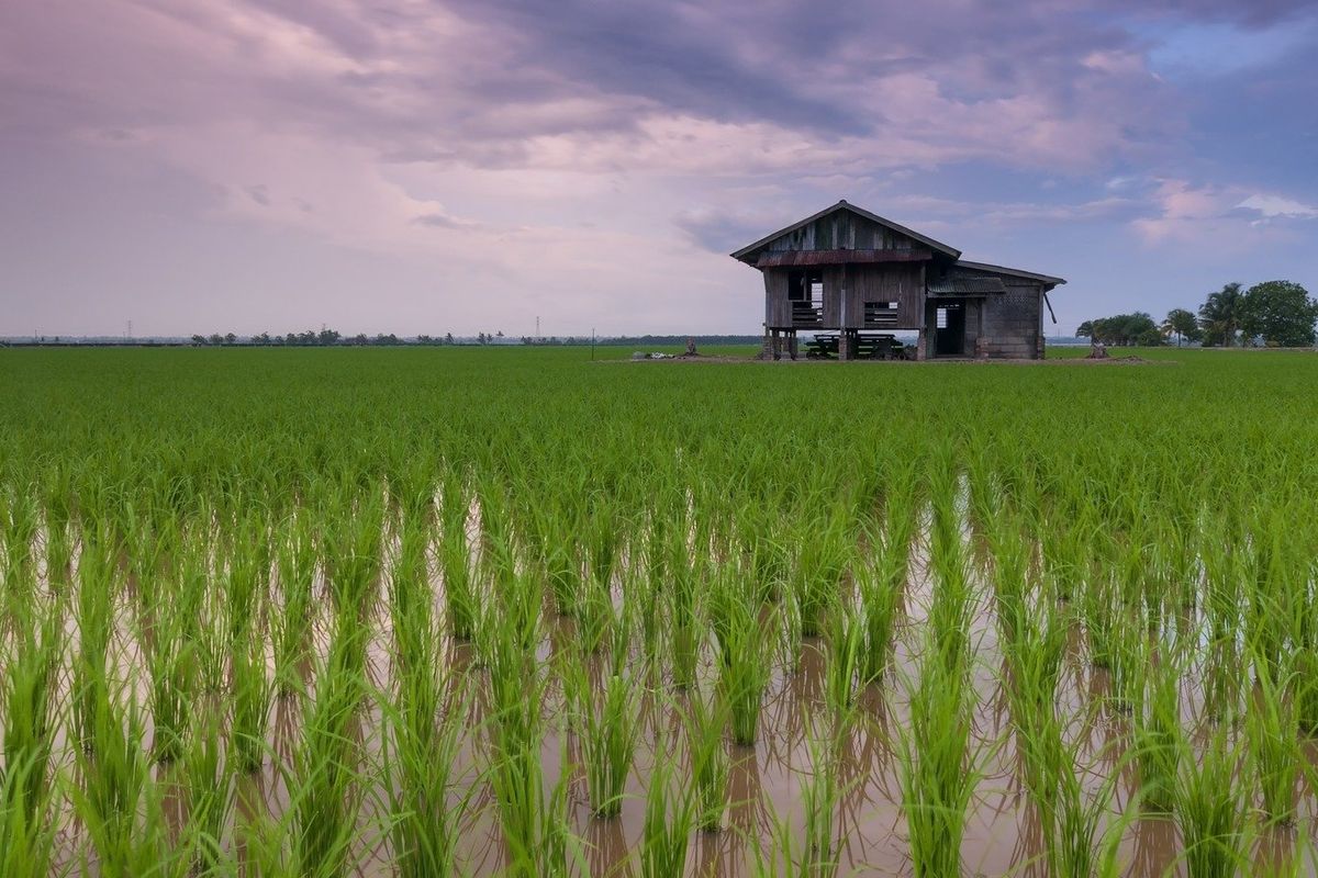 Bali, Wayan Koster, Gubernur Bali, Sawah di Bali Berkurang Setiap Tahun Karena Alih Fungsi Lahan, Ini Kata Koster