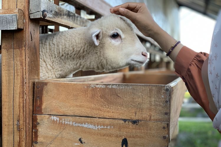 sirukam dairy farm buka jam berapa, sirukam dairy farm adalah, harga tiket masuk Sirukam Dairy Farm, aktivitas wisata di Sirukam Dairy Farm, Panduan Wisata ke Sirukam Dairy Farm: Harga Tiket hingga Aktivitas