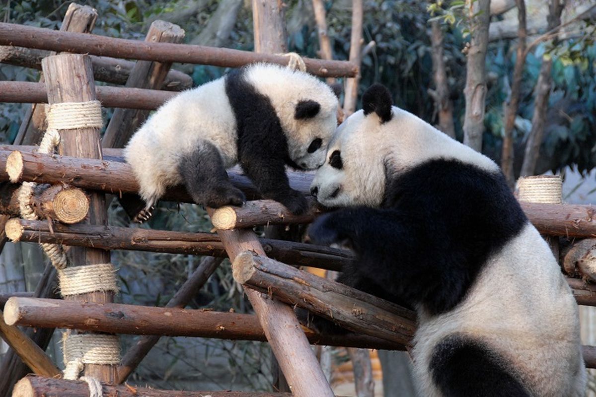 panda, kebun binatang, Jepang Bersiap Kehilangan Panda, Lei Lei dan Xiao Xiao Harus Pulang ke China