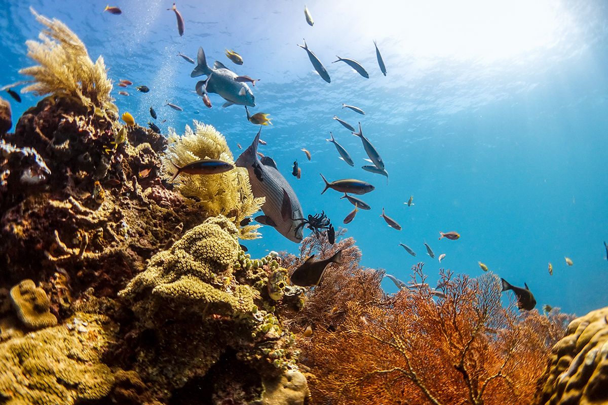Papua Barat Daya, Raja Ampat, Wisata Raja Ampat, PAPUA BARAT DAYA, Tambang Nikel Ancam Raja Ampat, Gubernur Papua Barat Daya Elisa Kambu, Soal Tambang Nikel, Gubernur: Kami Berharap Destinasi Raja Ampat Bisa Jadi Atensi Pusat