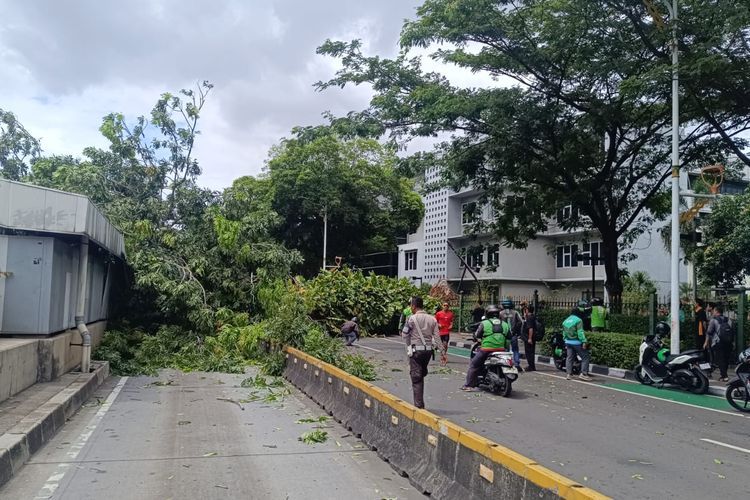 pohon, Bundaran Senayan, pohon tumbang, mobil, Ada Pohon Tumbang Timpa Mobil di Senayan, Ini Rute Alternatifnya