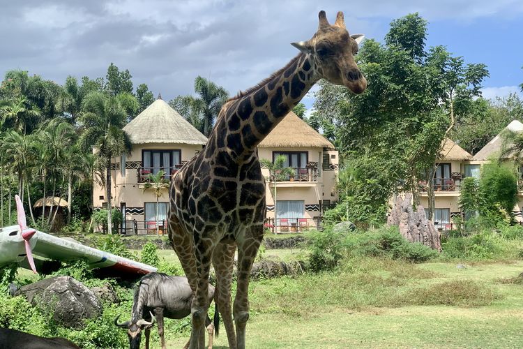 Marine Safari Bali, daya tarik  Marine Safari Bali, aktivitas wisata di  Marine Safari Bali, harga tiket masuk  Marine Safari Bali, marine safari bali dimana, 5 Tips Wisata di Marine Safari Bali, Beli Tiket Bundle Lebih Murah, 1. Beli paket tiket dengan Taman Safari Bali , 2. Datang lebih pagi, 3. Cek jadwal atraksi satwa gratis, 4. Gunakan pakaian dan aksesori yang nyaman, 5. Manfaatkan fasilitas