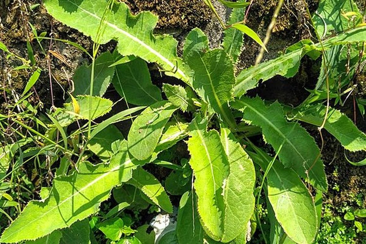 asam urat, Asam Urat, obat herbal asam urat, daun tempuyung, obat herbal asam urat daun, obat herbal asam urat dari tumbuhan, daun tempuyung obat apa, Cara Mengolah Tempuyung untuk Obati Asam Urat, Cuma 4 Bahan