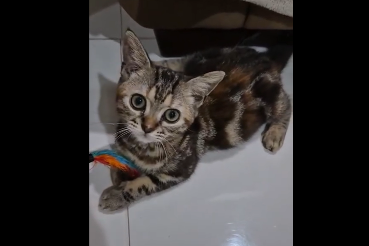 Astrid Kuya, rumah uya kuya, kucing Uya Kuya, penjarahan rumah Uya Kuya, kucing uya, 12 kucing uya kuya, polisi temukan kucing uya kuya, Rumah Uya Kuya Dijarah, Astrid Kuya Harap 12 Kucing Peliharaan Bisa Kembali