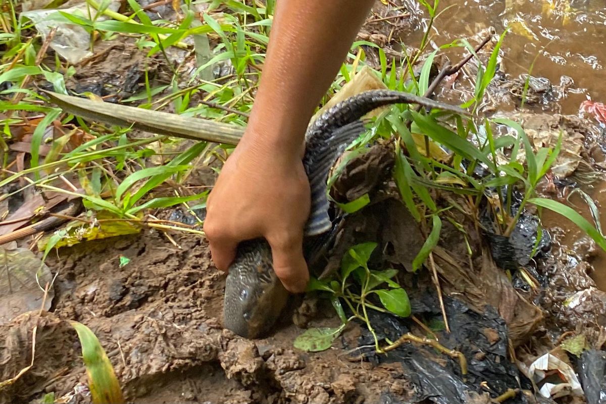 Sungai Ciliwung, ikan invasif, Mengapa Ikan Sapu-sapu Dinilai Invasif dan Perlu Dikendalikan? Ini Penjelasan Ahli, Ikan Sapu-sapu sebagai Ikan Invasif, Dampak Populasi Ikan Sapu-sapu yang Tak Terkendali, Perbandingan Ikan Sapu-sapu dengan Ikan Introduksi Lain, Populasi Ikan Sapu-sapu Sulit Dikendalikan, Pengendalian Populasi Perlu Cara yang Tepat