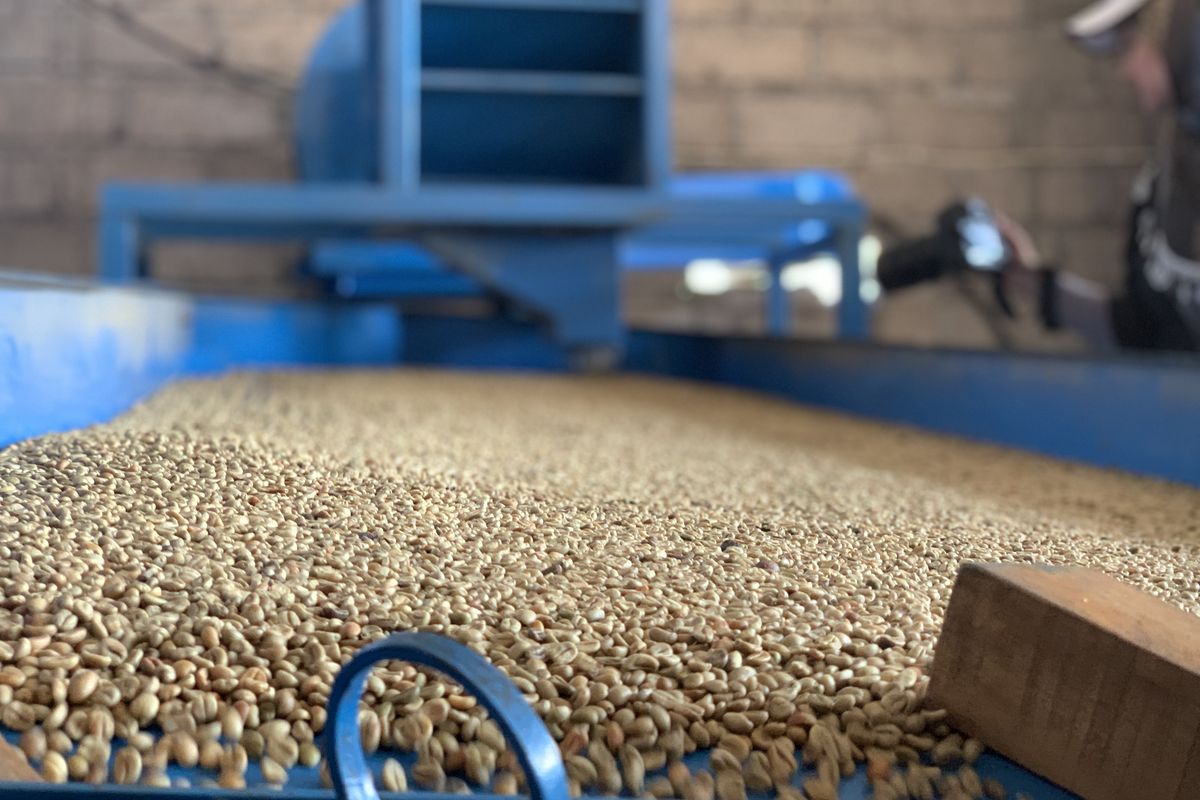 kopi kintamani bali, kopi arabika di kopi kenangan, kopi kenangan targetkan pertanian berkelanjutan, Hari Kopi Sedunia, Kopi Kenangan Targetkan Pertanian Berkelanjutan di Bali