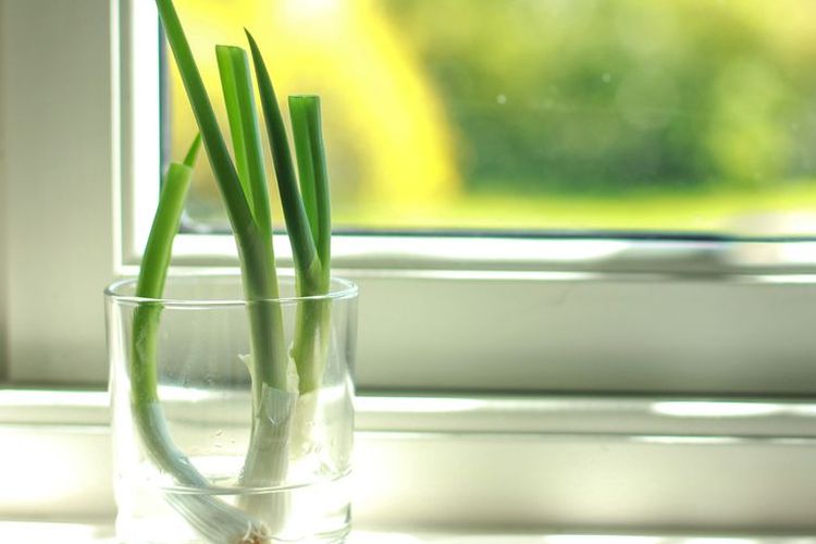 cara menanam daun bawang, cara menanam daun bawang dari batang, cara menanam daun bawang agar tidak busuk, tanaman dapur hidup, Cara Tanam Daun Bawang dari Sisa Batang, Dijamin Panen Terus, Cara Menanam Daun Bawang di Air, Cara Menanam Daun Bawang di Tanah, Tips Agar Tumbuh Subur, Cara Menyimpan Daun Bawang Setelah Panen