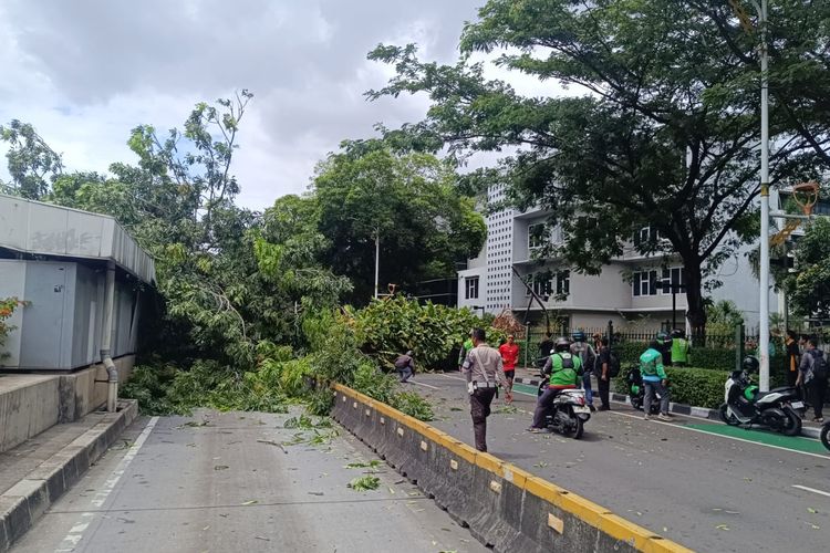 pohon tumbang, Cuaca ekstrem, hujan deras, angin kencang, Asuransi Astra, polis asuransi, perluasan jaminan, Asuransi Kendaraan, cuaca ekstrem, Hujan deras, asuransi kendaraan, Mobil Tertiban Pohon Tumbang, Bisa Klaim Asuransi?