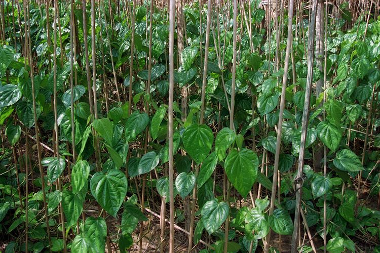 Daun Sirih untuk Asam Urat, obat herbal asam urat, cara racik daun sirih, daun sirih untuk asam urat, minuman herbal alami, Cara Racik Minuman Daun Sirih sebagai Obat Alami Asam Urat