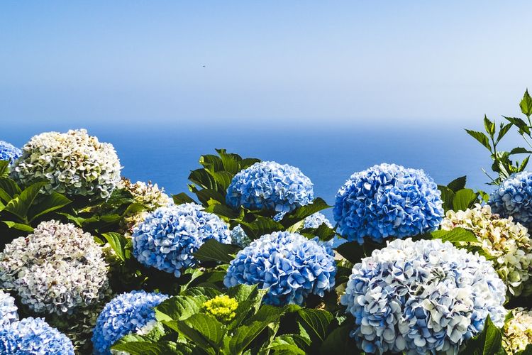 Kota Batu, Wisata Kota Batu, brakseng batu, Pesona Hortensia Brakseng, Surga Bunga Viral di Puncak Kota Batu