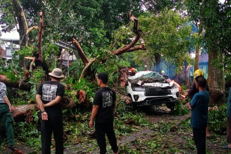 pohon tumbang, hujan deras, musim hujan, tips mengemudi, Hujan deras, Saat Hujan Deras, Waspada Bahaya Pohon Tumbang di Jalan