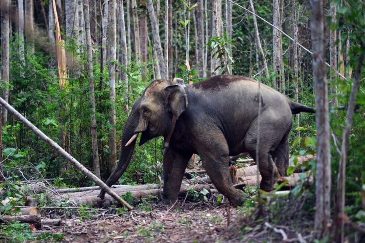 Kabupaten Bener Meriah, Kronologi Seorang Petani Tewas Diamuk Kawanan Gajah di Bener Meriah Aceh