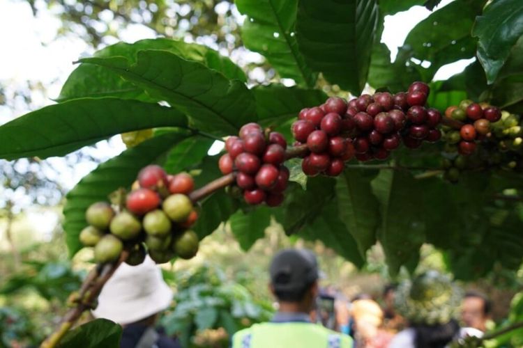 kopi, sejarah, Afrika, Ethiopia, biji kopi, Inilah Negara yang Dijuluki Sebagai Tempat Kelahiran Kopi di Dunia