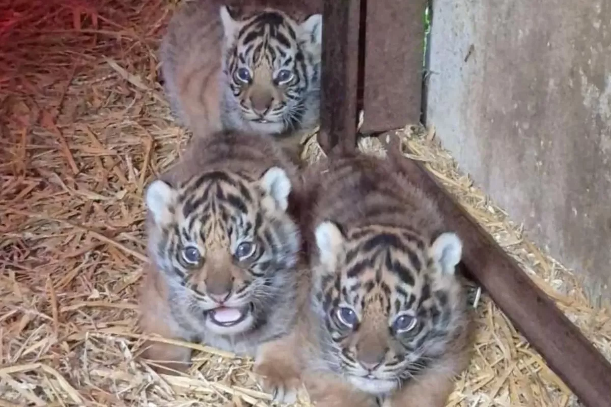 harimau Sumatera, konservasi harimau sumatera, bayi harimau Sumatera, bayi harimau, 4 Bayi Harimau Sumatera Lahir di Inggris, Harapan untuk Satwa Langka