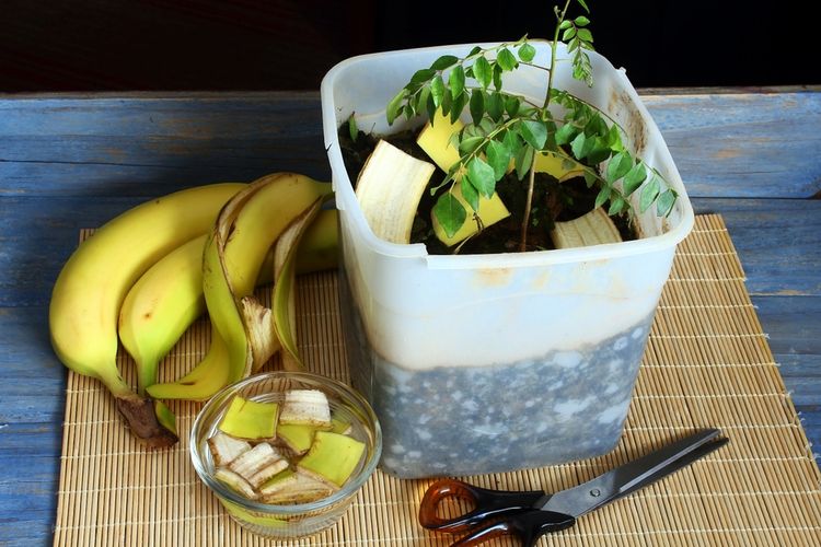 buah, sampah dapur, kulit buah, Jangan Dibuang! Ini 7 Cara Mengolah Kulit dan Biji Buah di Rumah, 1. Menyulap Kulit Semangka Menjadi Acar atau Tumisan, 2. Mengeringkan dan Memanggang Biji Melon, 3. Membuat Selai dari Kulit Apel dan Pir, 4. Memanfaatkan Kulit Jeruk sebagai Perasa Alami (Zest), 5. Membuat Kripik Renyah dari Kulit Mangga, 6. Membuat Kaldu Manis atau Sirup dari Sisa Inti Buah (Fruit Cores), 7. Mengolah Menjadi Pupuk Kompos Berkualitas Tinggi