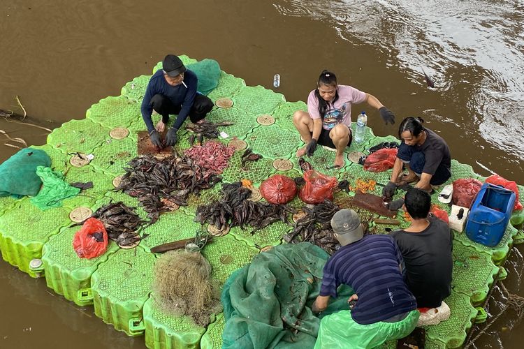 Apakah Boleh Makan Daging Ikan Sapu-sapu? Ini Penjelasan Chef