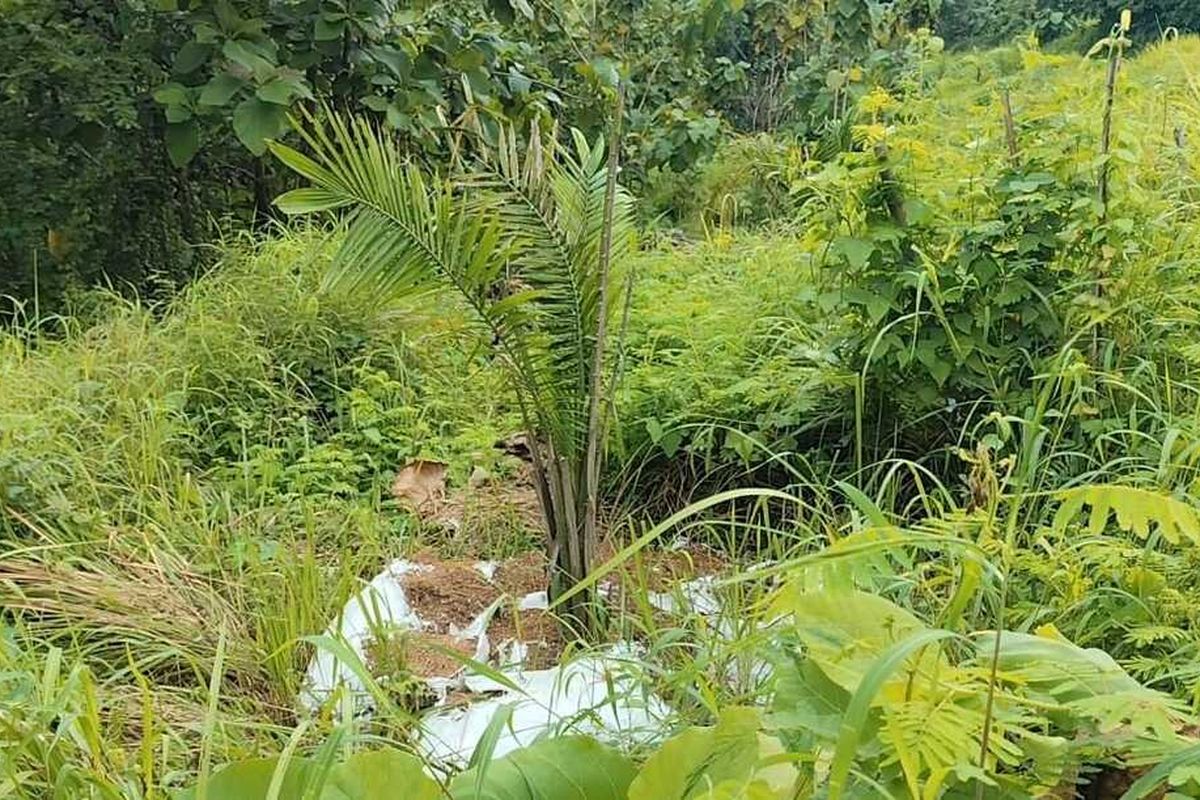 sawit, Bupati Cirebon, Warga Khawatir Longsor, Pemkab Cirebon Siapkan Tanaman Pengganti Sawit di Cigobang, Warga nilai sawit tak sesuai karakter perbukitan, Ancaman longsor dan gangguan sumber air, Pemkab pastikan sawit dicabut, Sawit akan diganti tanaman yang lebih sesuai