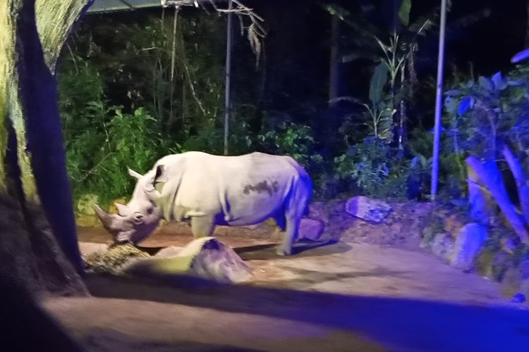 wisata alam, Jakarta, 7 Wisata Alam Dekat Jakarta dengan Panorama Menenangkan, 1. Kebun Raya Bogor, 2. Sentul Bogor, Wisata Curug dan Trekking, 3. Taman Safari Indonesia, Cisarua , 4. Taman Wisata Alam Angke Kapuk , 5. Kepulauan Seribu, Pulau Macan dan Pulau Pari , 6. Gunung Pancar, Sentul , 7. Situ Gede, Bogor 