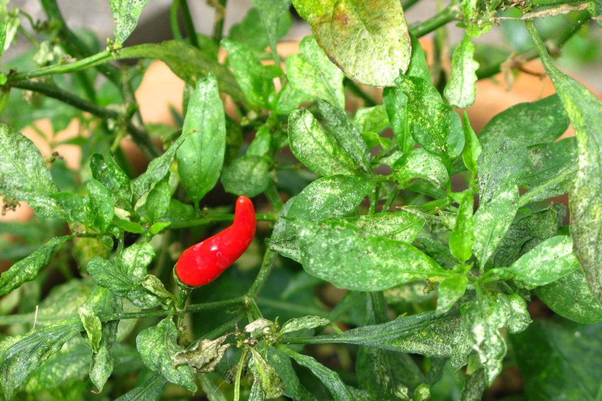 thrips, tanaman cabai, ciri tanaman cabai diserang thrips, hama thrips, Cara Mengatasi Hama Thrips pada Tanaman Cabai dengan Cara Alami, 1. Ada Bercak keperakan pada daun, 2. Daun menggulung/keriting/mengerut, 3. Perubahan warna daun yang meluas, 4. Bunga rontok, 5. Daun mudah patah, 6. Buah cacat, 1. Monitoring dan deteksi dini, 2. Gunakan mulsa reflektif, 3. Pelihara musuh alami thrips, 4. Jaga sanitasi dan kebersihan lahan, 5. Semprot air untuk mengusir thrips, 6. Gunakan pestisida nabati