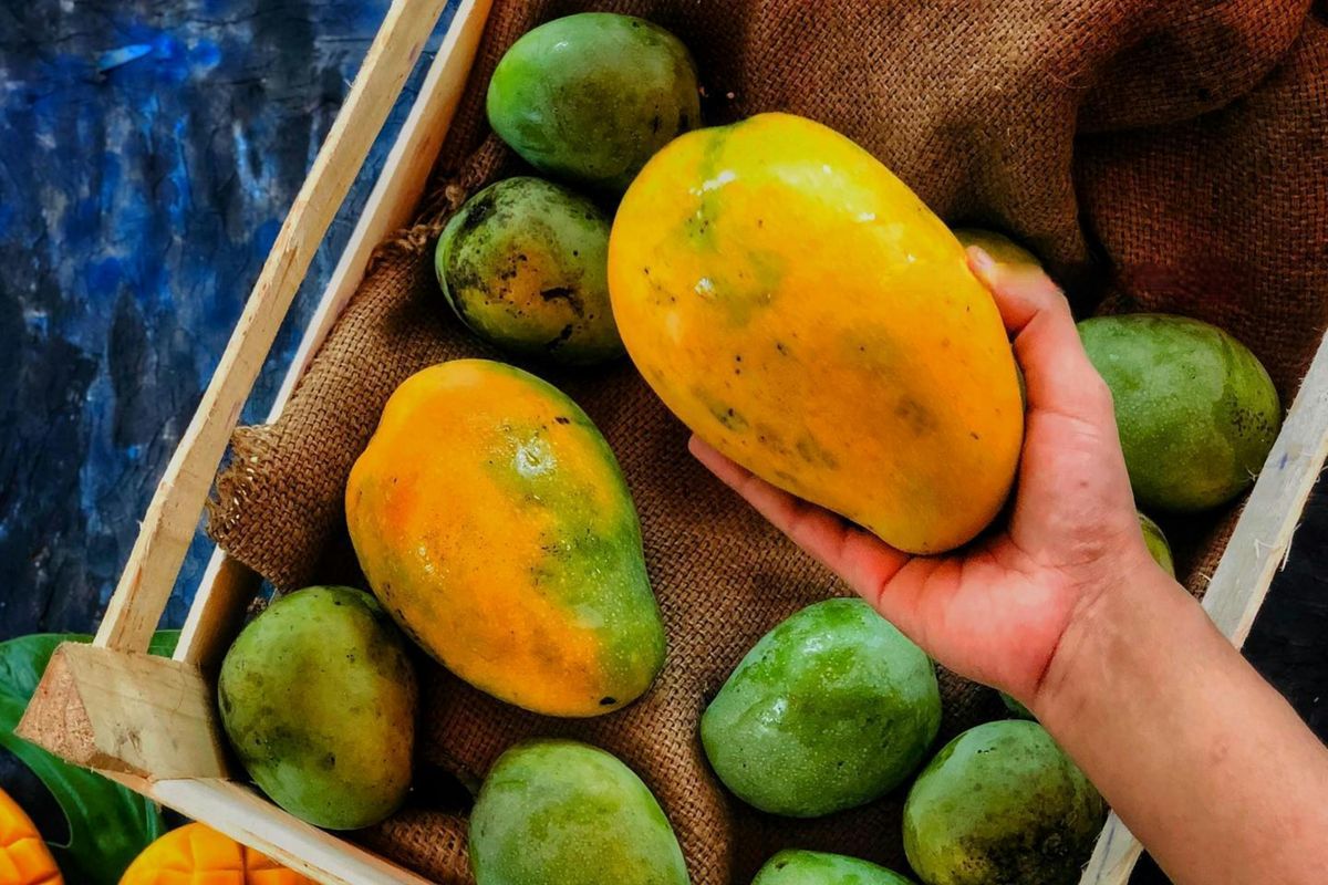 menyimpan mangga, Rahasia Mangga Tahan Lama Disimpan Menurut Peneliti, Perhatikan Suhu