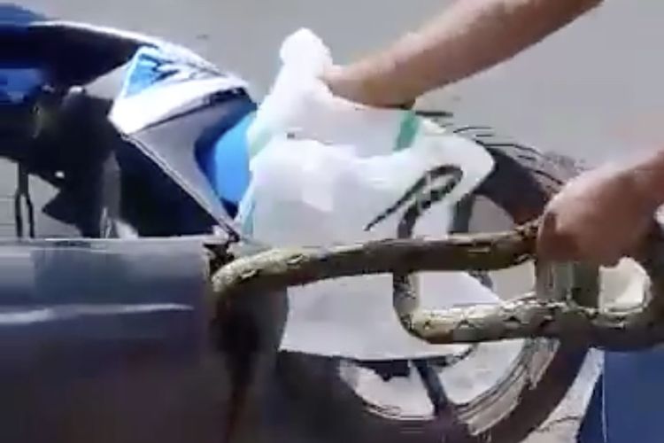 ular, sepeda motor, matik, Video Ular Sembunyi di Motor, Kenapa Ular Suka Masuk ke Kendaraan?