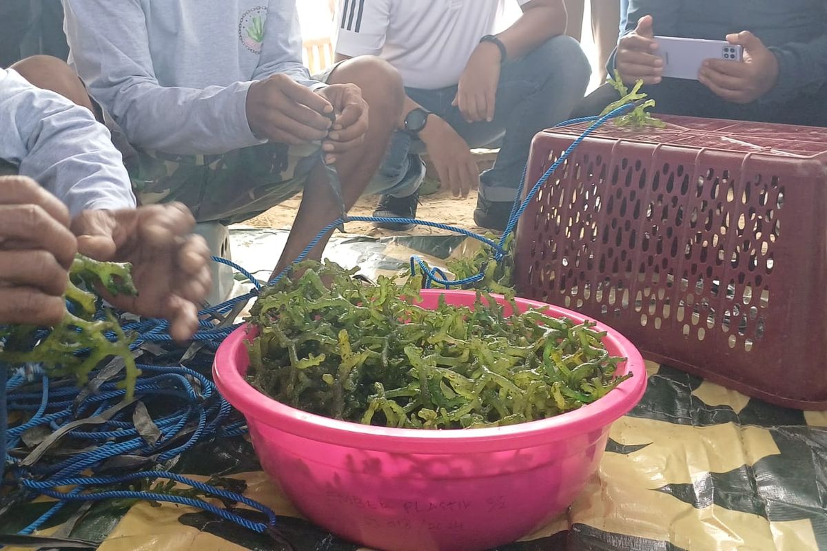 Rumput laut, rumput laut, manfaat rumput laut, manfaat rumput laut dari segi kesehatan adalah, 7 Manfaat Rumput Laut yang Baik untuk Kesehatan, 1. Baik untuk metabolisme tubuh, 2. Baik untuk usus, 3. Baik untuk jantung, 4. Menguatkan sistem imun, 5. Menjaga fungsi tiroid, 6. Memperbaiki jaringan tubuh, 7. Baik untuk lingkungan