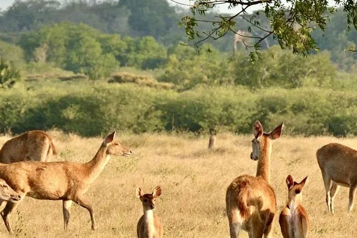Baluran, taman nasional, Jawa Timur, Panduan Wisata Taman Nasional Baluran, Liburan seperti di Afrika, Flora dan fauna, Destinasi utama: bekol dan bama, Rekomendasi berburu foto, Tips penting