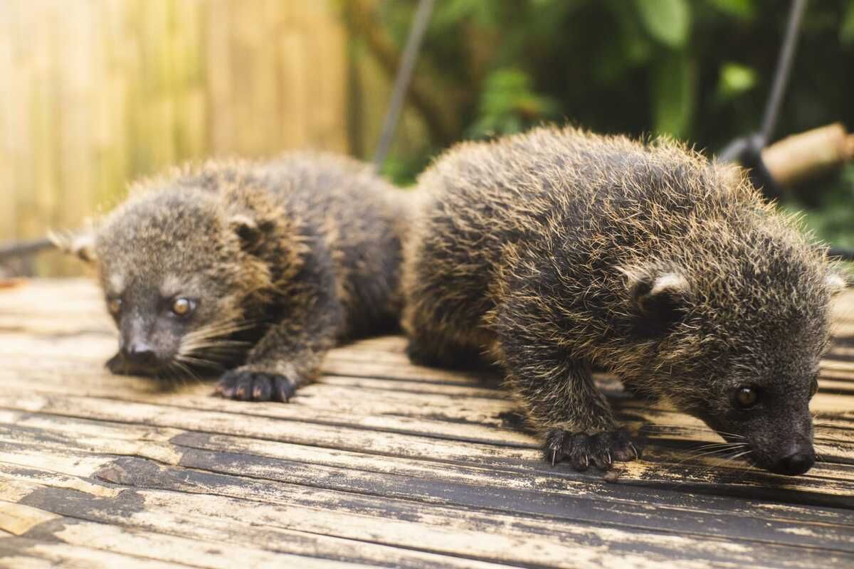 binturong, Bandung Zoo, Binturong, Kucing bertuah, Kelahiran 