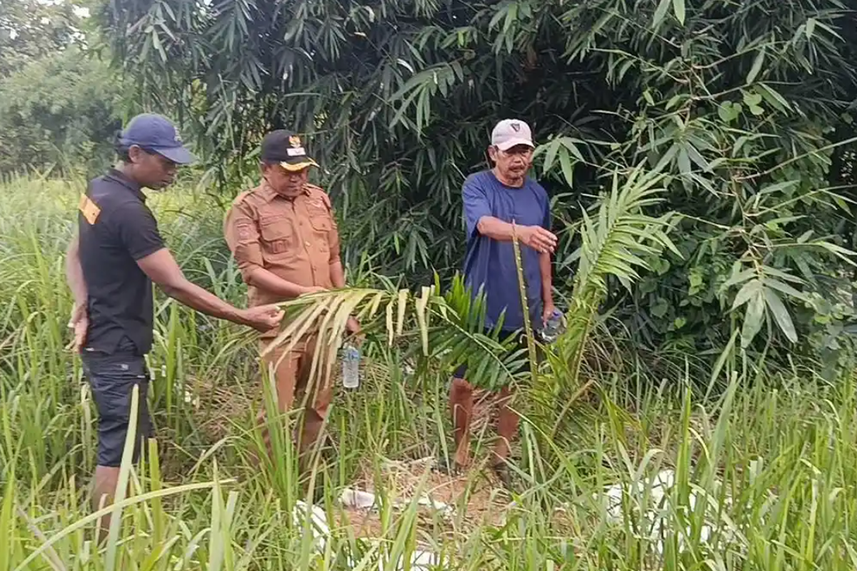 kelapa sawit, 5 Fakta Penemuan Kebun Sawit di Cigobang Cirebon: Dinas Pertanian Kaget, Lahan Dikelola PT, 1. Luas Kebun Sawit Mencapai 6,5 Hektar, 2. Pemilik Lahan Tidak Tahu Ada Penanaman Kelapa Sawit, 3. Luas Lahan yang Dilubangi untuk Kelapa Sawit Mencapai 1.200 Meter Persegi, 4. Casteja Sempat Didatangi Perusahaan Perkebunan, 5. Pengelolaan Kebun Sawit Bermitra dengan Badan Usaha