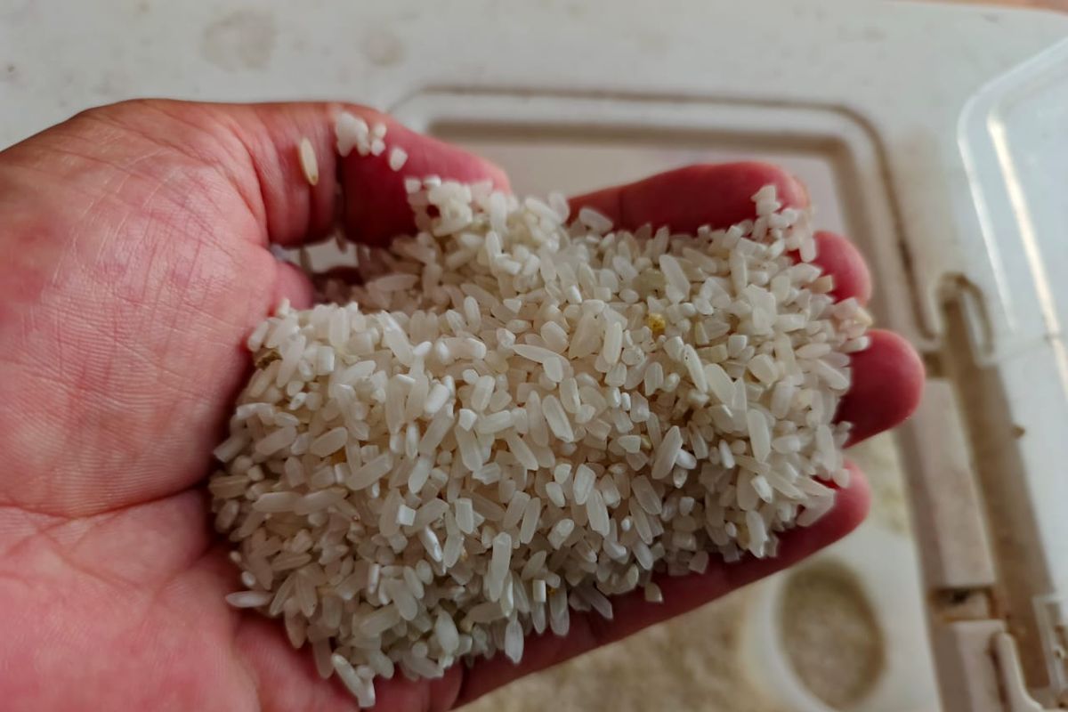 beras oplosan, Beras Oplosan, Beras Premium, beras premium, kasus beras oplosan, merek beras oplosan, Daftar Merek Beras Diduga Oplosan, dari Sania hingga Raja Ultima
