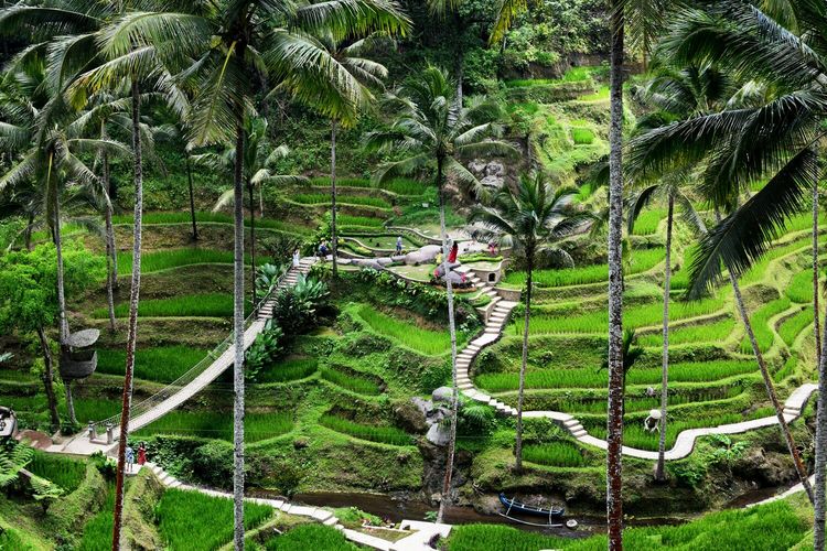 Bali, 6 Tempat Wisata Indonesia yang Pernah Dikunjungi Artis Hollywood dan Tokoh Dunia, 1. Bali (Ubud dan Uluwatu), 2. Pulau Komodo, Nusa Tenggara Timur, 3. Candi Borobudur, Magelang, 4. Taman Nasional Gunung Leuser, Aceh dan Sumatra Utara, 5. Pulau Moyo, Nusa Tenggara Barat, 6. Mentawai, Sumatra Barat