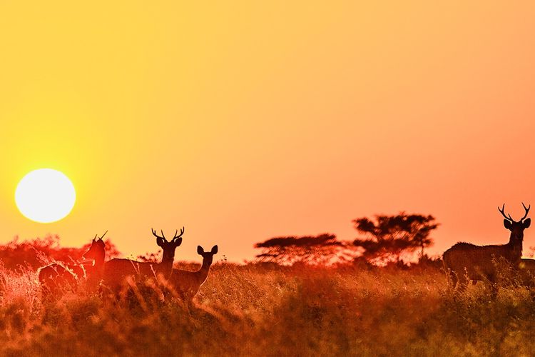 Baluran, taman nasional, Jawa Timur, Panduan Wisata Taman Nasional Baluran, Liburan seperti di Afrika, Flora dan fauna, Destinasi utama: bekol dan bama, Rekomendasi berburu foto, Tips penting