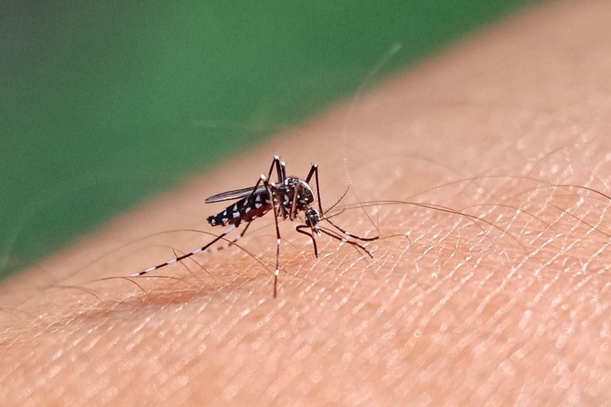 demam berdarah dengue, El Nino, penularan DBD, cuaca panas, El Nino Bukan Cuma Bikin Gerah, Risiko DBD pada Anak Juga Meningkat, Tempat penampungan air sering tidak disadari, Anak termasuk kelompok rentan, Pencegahan perlu dimulai dari rumah, El Nino berdampak pada kesehatan anak