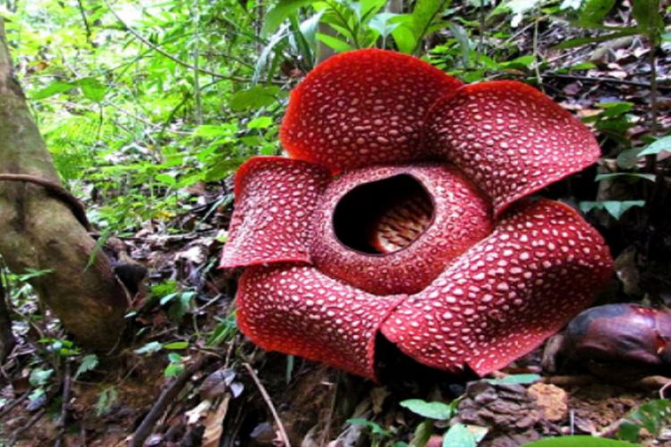 Bunga Rafflesia, Rafflesia arnoldii, Rafflesia Arnoldii, Rafflesia hasseltii, tempat melihat bunga rafflesia di Indonesia, 6 Tempat yang Bisa Dikunjungi untuk Lihat Bunga Rafflesia yang Mekar, 1. Kebun Raya Bogor, 2. Kebun Raya Cibodas, Cianjur, 3. Bengkulu, 4. Taman Nasional Gunung Leuser (TNGL), 5. Taman Nasional Kerinci Seblat (TNKS), 6. Taman Nasional Bukit Barisan Selatan (TNBBS)