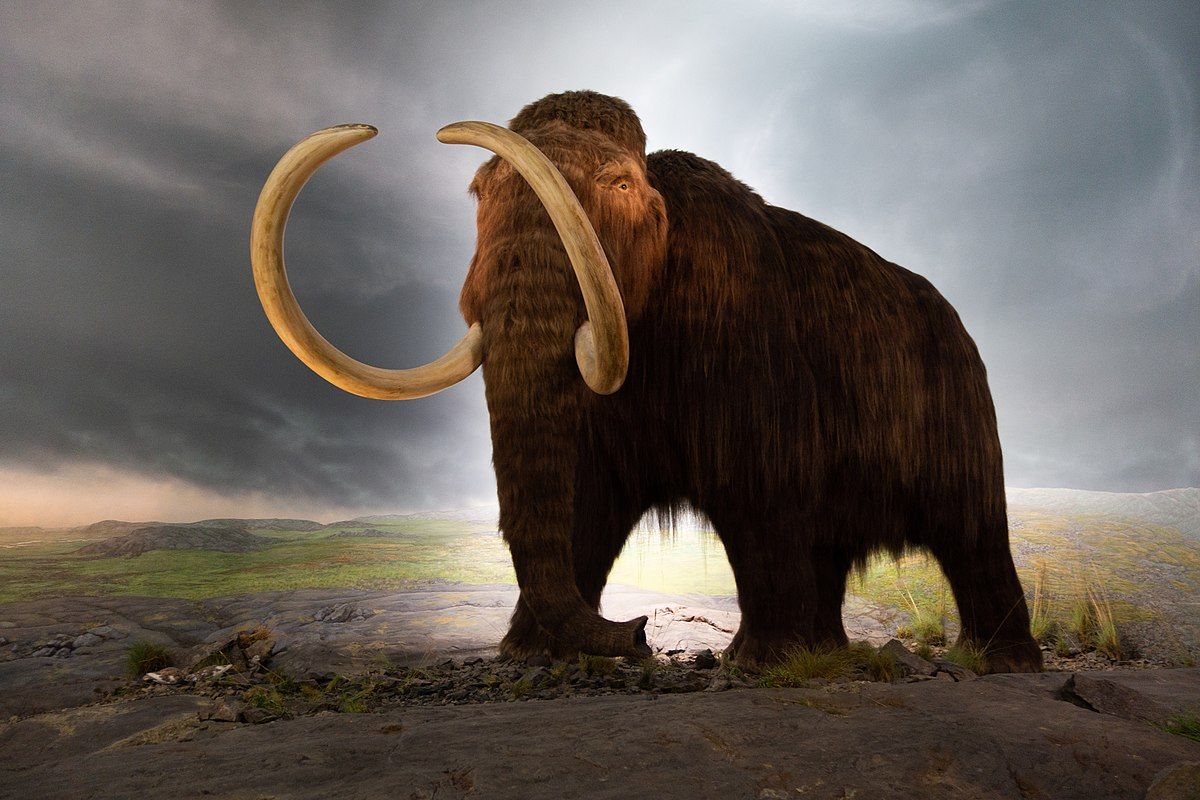 mamut, Fosil mamut, Dikira Fosil Mamut, Tulang Berusia 2.000 Tahun di Alaska Ternyata Milik Paus Purba
