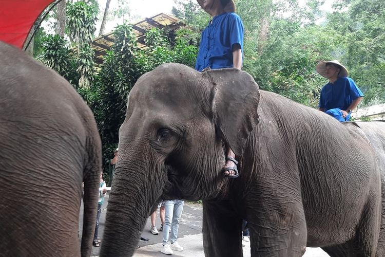 Taman Safari Indonesia, HUT ke-80 RI, The Forest Carnival, HUT Ke-80 RI, Taman Safari Bogor Gelar Parade Gajah dan Onta