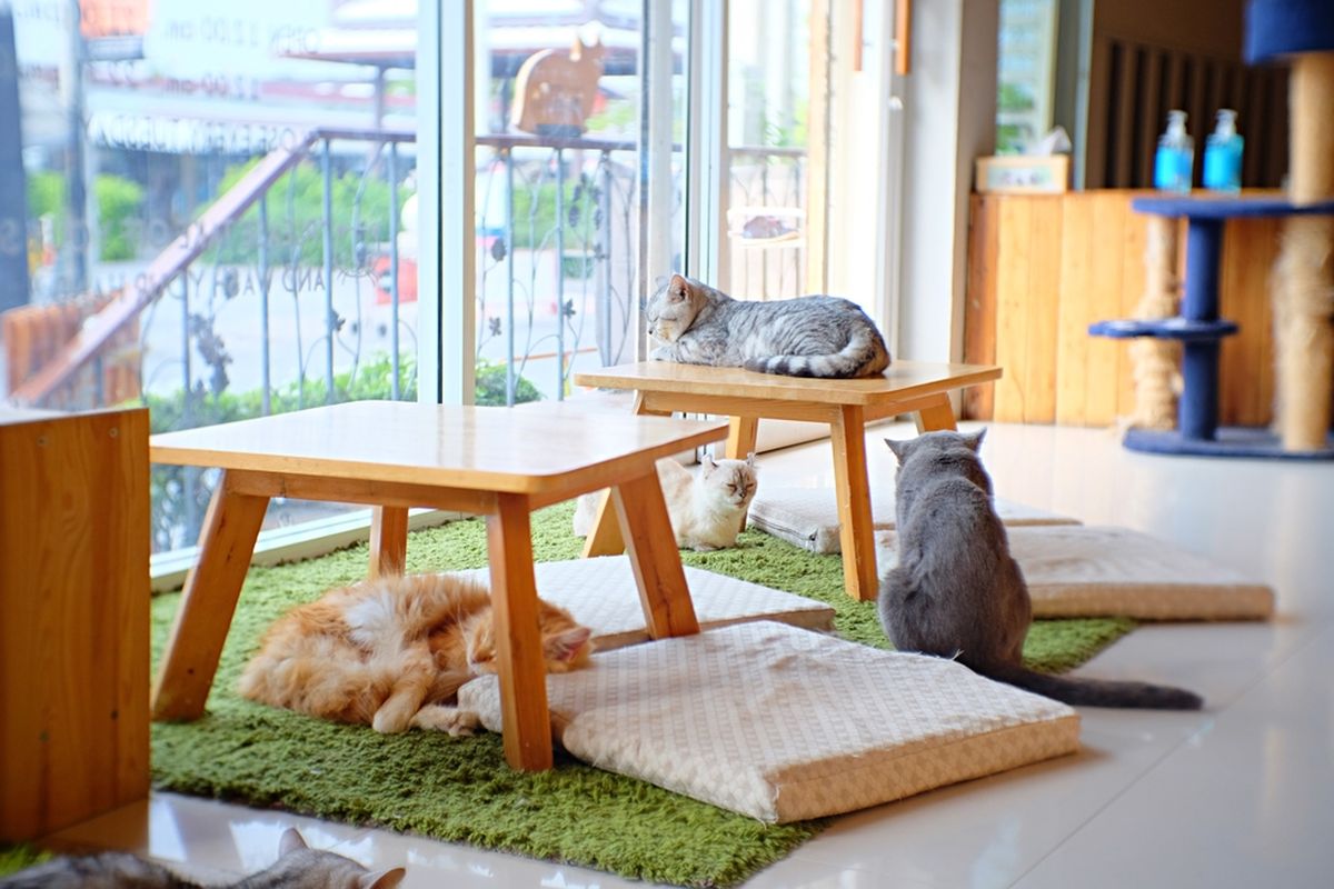 Ngopi Bareng Hewan Peliharaan, Ini 5 Kafe Pet Friendly di Jakarta, 1. Tanatap Coffee Meruya, 2. Six Ounces Coffee, 3. Lazy Boss Coffee and Desserts, 4. C for Cupcakes and Coffee, 5. Kisaku Pasaraya
