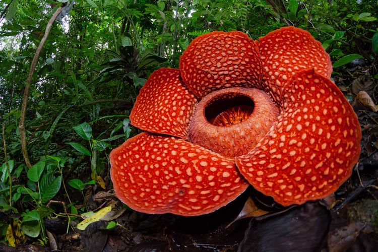 Bunga Rafflesia, Rafflesia arnoldii, Rafflesia Arnoldii, Rafflesia hasseltii, tempat melihat bunga rafflesia di Indonesia, 6 Tempat yang Bisa Dikunjungi untuk Lihat Bunga Rafflesia yang Mekar, 1. Kebun Raya Bogor, 2. Kebun Raya Cibodas, Cianjur, 3. Bengkulu, 4. Taman Nasional Gunung Leuser (TNGL), 5. Taman Nasional Kerinci Seblat (TNKS), 6. Taman Nasional Bukit Barisan Selatan (TNBBS)