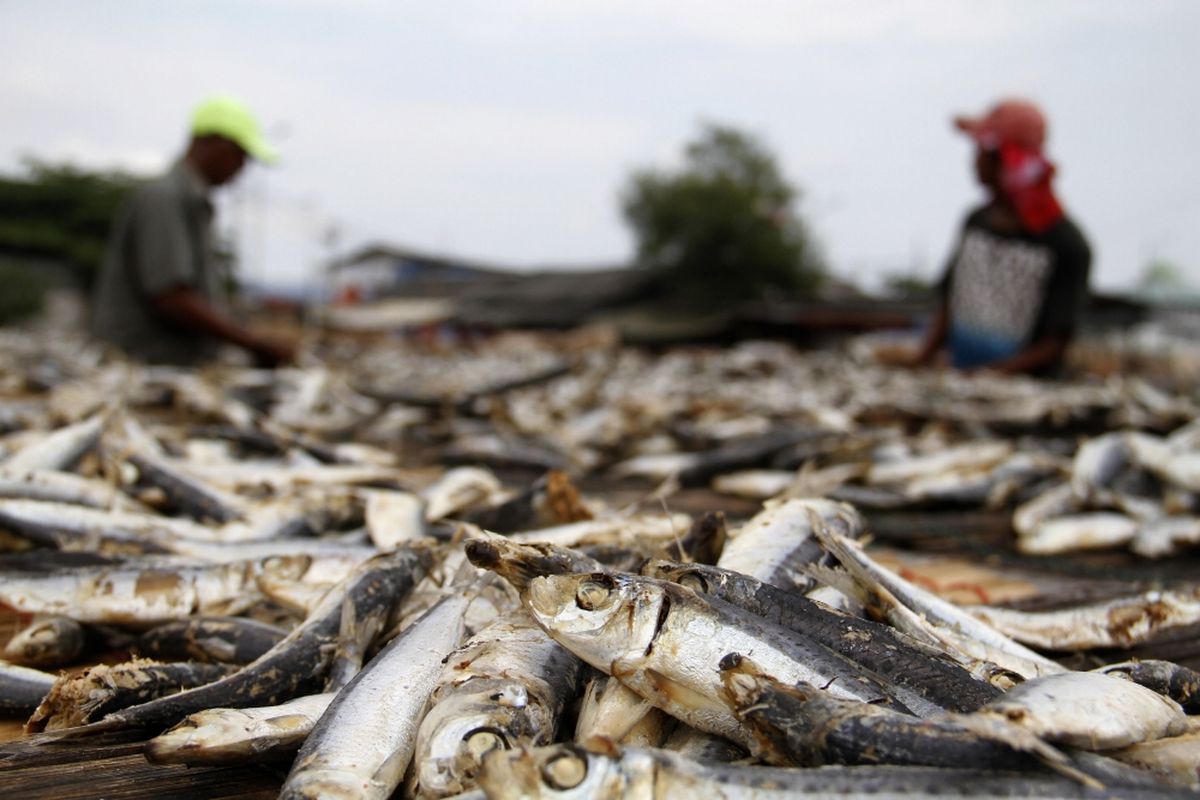 ikan asin, ikan asin berformalin, Awas Ikan Asin Diberi Formalin yang Berbahaya, Ini 6 Cirinya, 1. Tidak ada aroma ikan, 2. Teksturnya keras, 3. Warnanya putih pucat, 4. Dagingnya tipis, 5. Tahan terlalu lama, 6. Tidak dihinggapi lalat