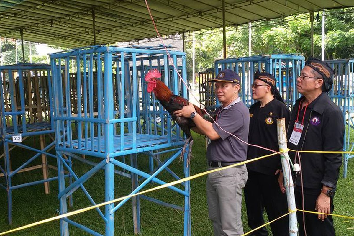 kabupaten cianjur, ayam pelung, disparbud Cianjur, Seperti Garut Domba, Cianjur Jadikan Ayam Pelung Jadi Branding Kabupaten