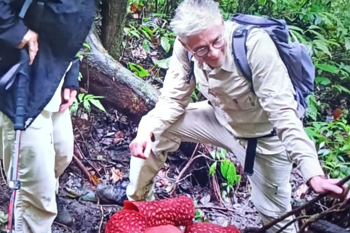 bunga langka, Sumatera Barat, Rafflesia arnoldii, bunga terbesar di dunia, 2 Bunga Bangkai Raksasa yang Langka Mekar di Agam Sumatera Barat
