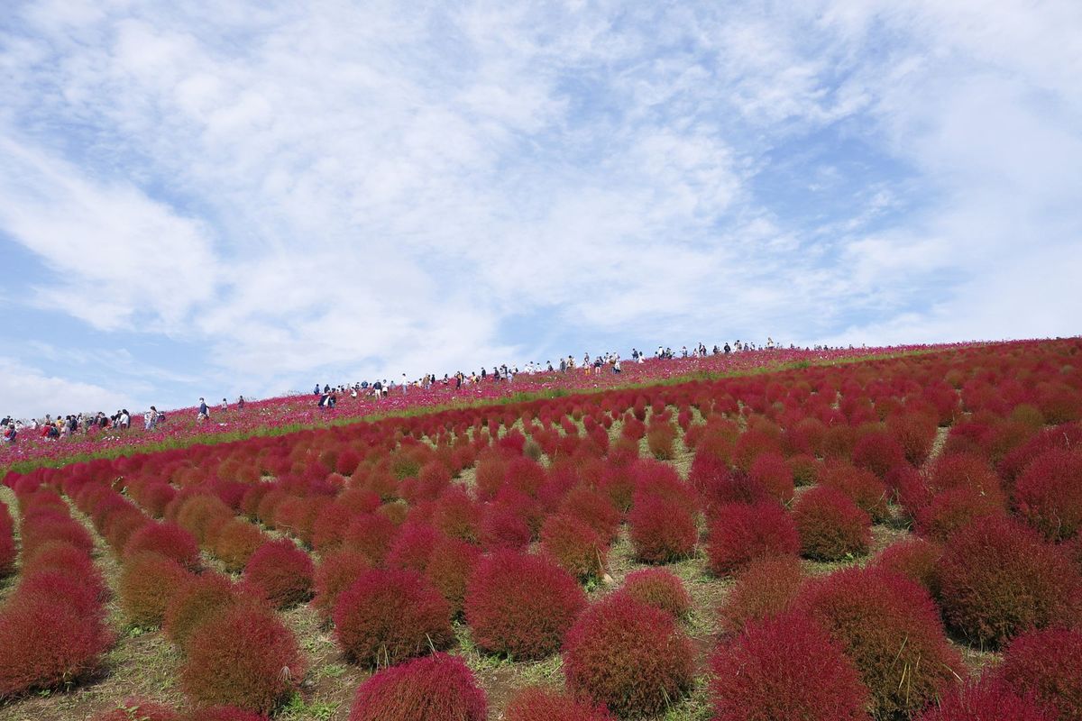 jepang, wisata jepang, liburan musim gugur jepang, tempat wisata ibaraki, taman hitachi seaside ibaraki, wisata musim gugur jepang, Taman Hitachi Seaside Ibaraki, Tempat Wisata Musim Gugur di Jepang