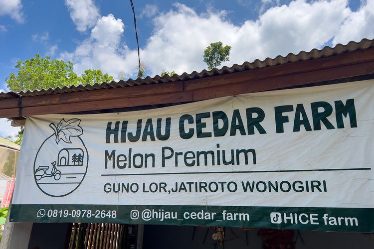 Wonogiri, Melon, Menemukan Melon Renyah, Manis, dan Juicy di Sudut Wonogiri