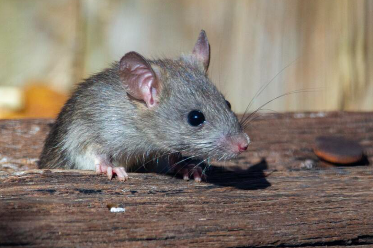 virus Hanta, tikus, Hantavirus, hantavirus, virus hanta, apa itu virus hanta, 8 Kasus Virus Hanta Ditemukan di 4 Provinsi, Semua Pasien Sudah Sembuh