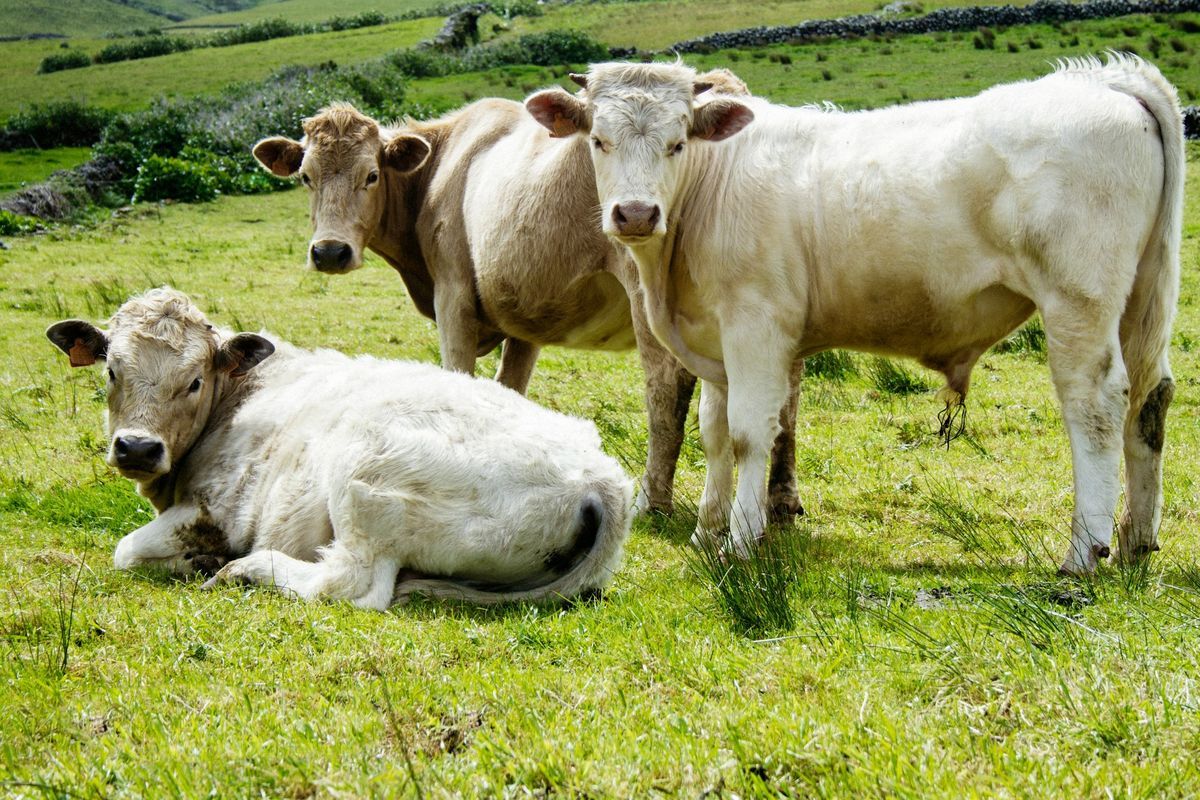 Idul Adha, sapi, penyembelihan hewan kurban, sapi kurban, Sapi, Sapi kurban, Sapi kurban Idul Adha, Sapi Kabur, sapi kurban Idul Adha, idul adha, sapi ngamuk, sapi kabur, sapi kurban idul adha, Deretan Insiden Sapi Kurban Idul Adha 2025 Ada yangTerperosok ke Sumur hingga Seruduk Anak-anak, 1. Sapi Terperosok ke Sumur Resapan di Jakarta Pusat, 2. Kejar-kejaran dengan Petugas Damkar di Banyuwangi, 3. Sapi Kabur dan Dipancing dengan Sapi Betina di Bantul, 4. Sapi Mengamuk, Tendang Warga dan Rusak Kafe di Serang